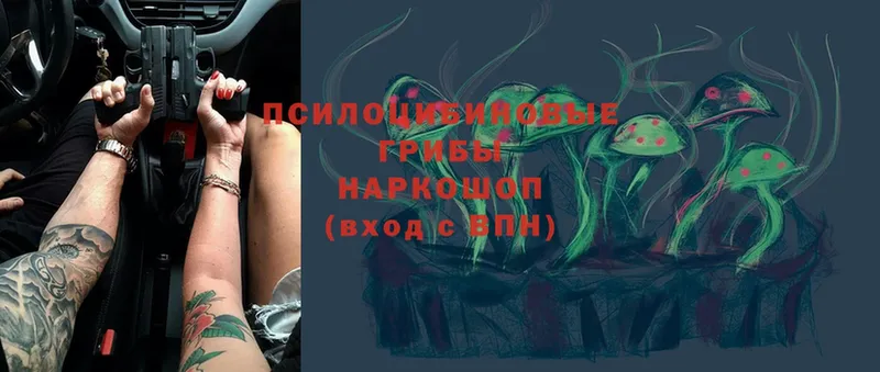 Галлюциногенные грибы Psilocybe  наркота  Багратионовск 